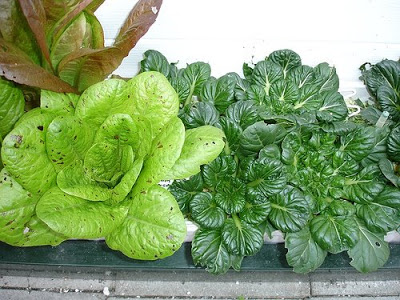 an organic veggies at your doorstep