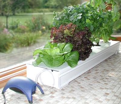 growing your own pesticide veggies in backyard