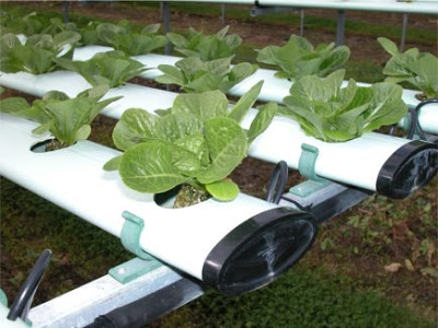 vegetables to grow in a hydroponic 