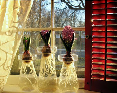 a beautiful pink bougainvillea flower on window sill