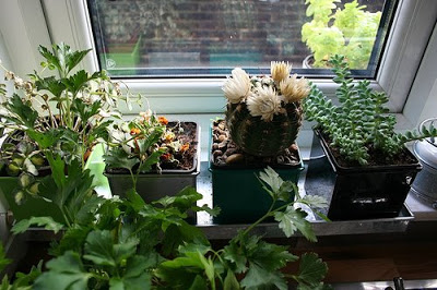 green plants on a kitchen window sill