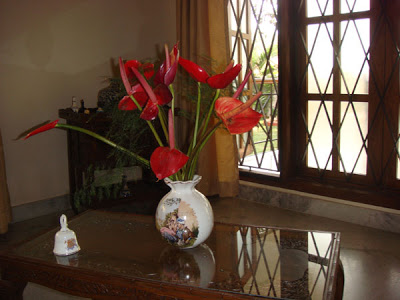 Freshly-cut anthuriums decorated at the living area
