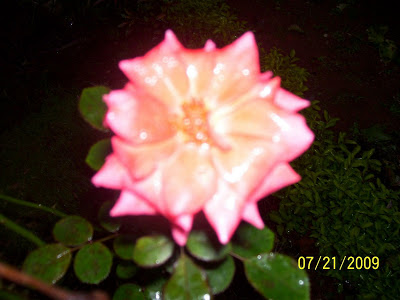 A rain-drenched rose