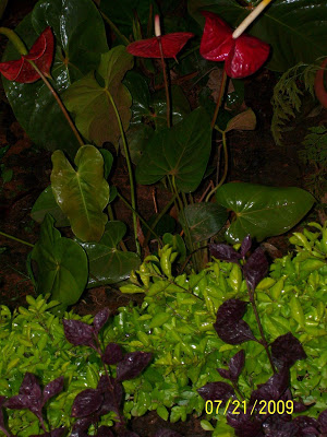 anthurium plants