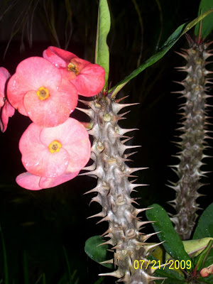 Crown of Thorns