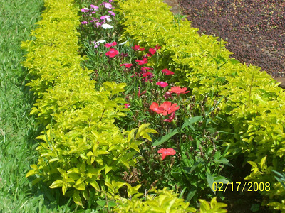 Periwinkles in the hedge