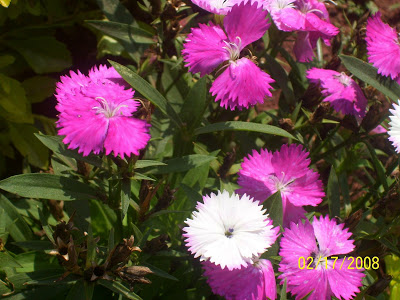 China Pinks flower