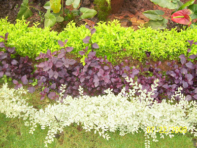 Pretty hedges flower