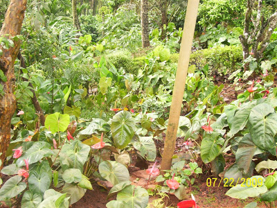 The anthurium plant