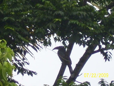 the Malabar Grey Hornbill on the tree