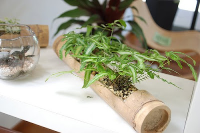 green plants on bamboo planter