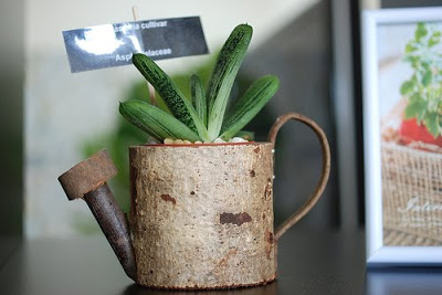 succulent plant on flower water pot