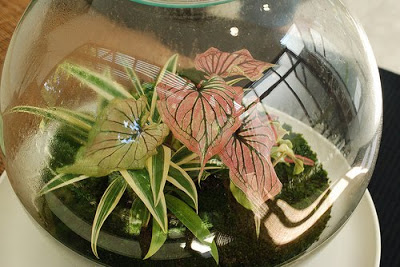 Terrariums, another great way to bring the landscape indoors