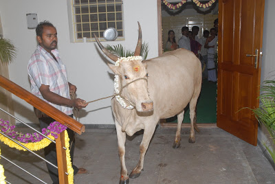 inviting the cow to take the first step inside