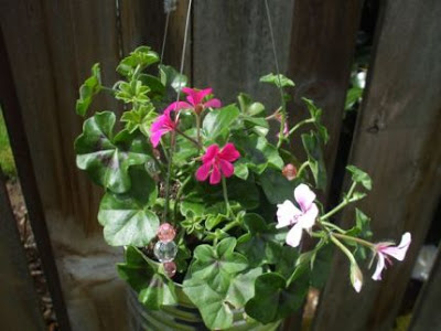 DIY recycled decor - convert metal can into hanging flower basket