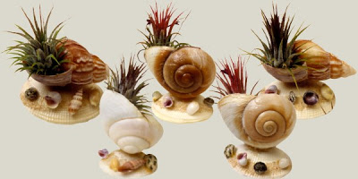 DIY recycled decor - turn sea shells into a plant holders or use it as flower arrangement