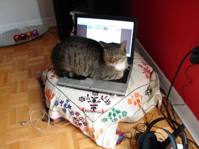 cute cat sitting on the laptop | Bella's room in Canada | theKeybunch decor