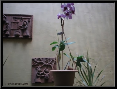 Orchids and the terracotta tiles I mentioned in my last post