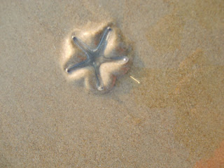 starfish decor inspiration