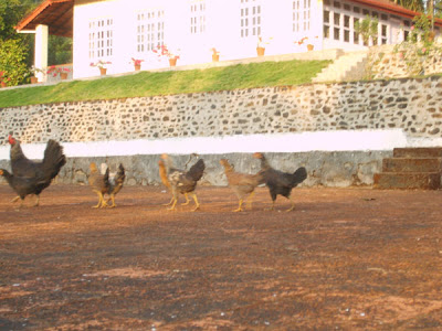 plantation house balehole chickmagalur chicken family walking