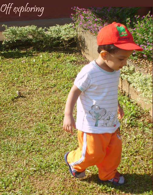 The picturesque on a coffee estate in the Western Ghats - the house, garden, pets, and the flora