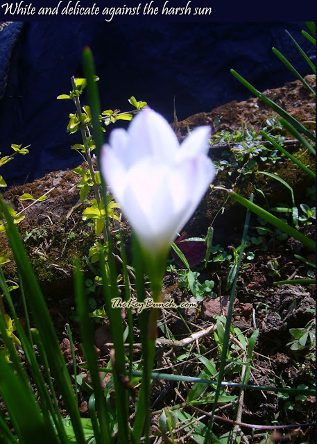 The picturesque on a coffee estate in the Western Ghats - the house, garden, pets, and the flora