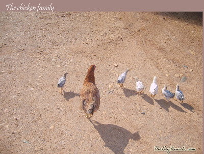 The picturesque on a coffee estate in the Western Ghats - the house, garden, pets, and the flora