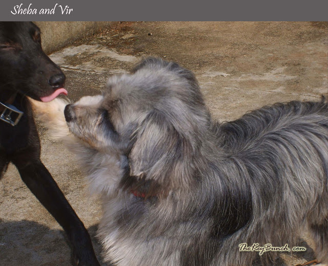 The picturesque on a coffee estate in the Western Ghats - the house, garden, pets, and the flora
