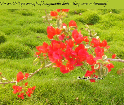 The picturesque on a coffee estate in the Western Ghats - the house, garden, pets, and the flora