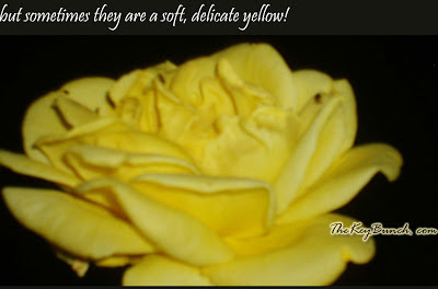 The picturesque on a coffee estate in the Western Ghats - the house, garden, pets, and the flora