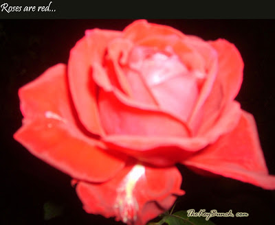 The picturesque on a coffee estate in the Western Ghats - the house, garden, pets, and the flora