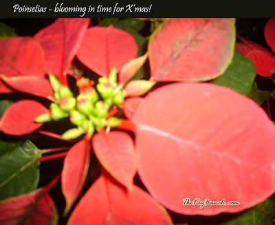 The picturesque on a coffee estate in the Western Ghats - the house, garden, pets, and the flora