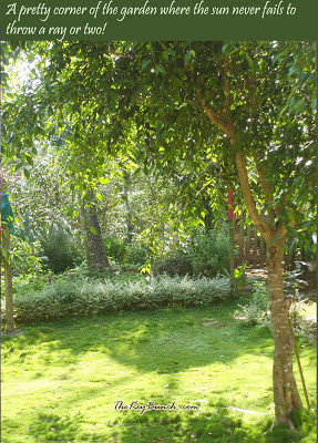 The picturesque on a coffee estate in the Western Ghats - the house, garden, pets, and the flora