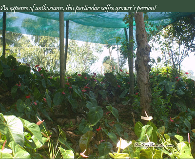 The picturesque on a coffee estate in the Western Ghats - the house, garden, pets, and the flora