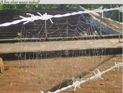 The picturesque on a coffee estate in the Western Ghats - the house, garden, pets, and the flora