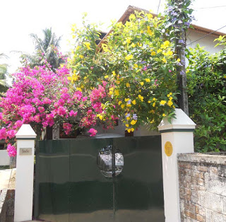 exterior front gate bougainvilea