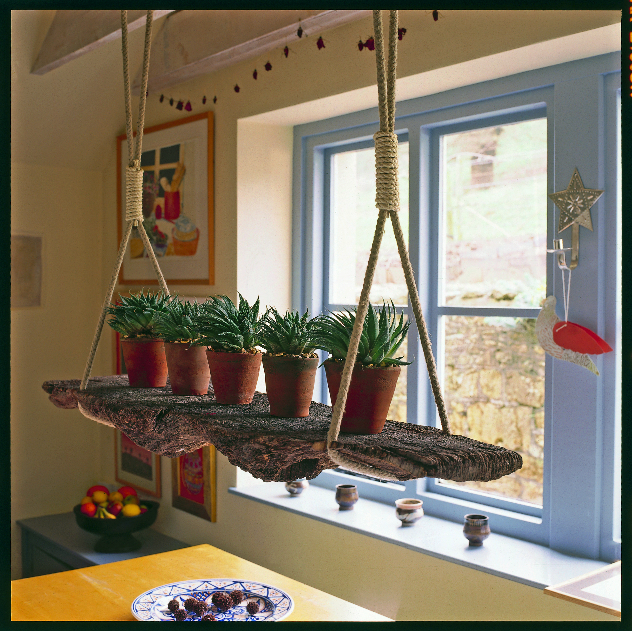 Cactus plants on a shelf hung by ropes from the ceiling, beside a window