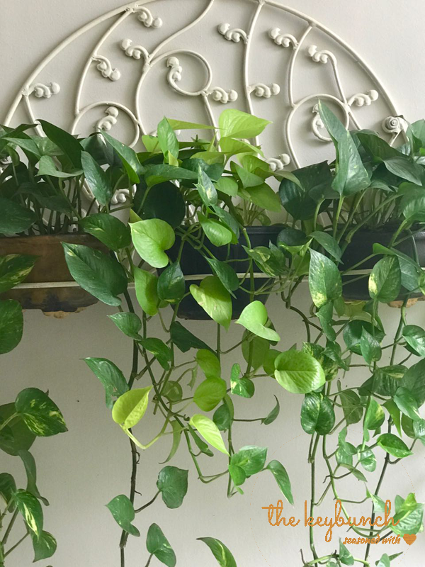 wall hanging green plant