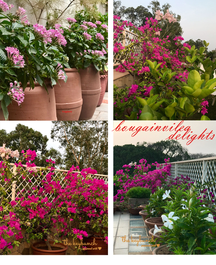 pink bougainvilea bloom in the garden
