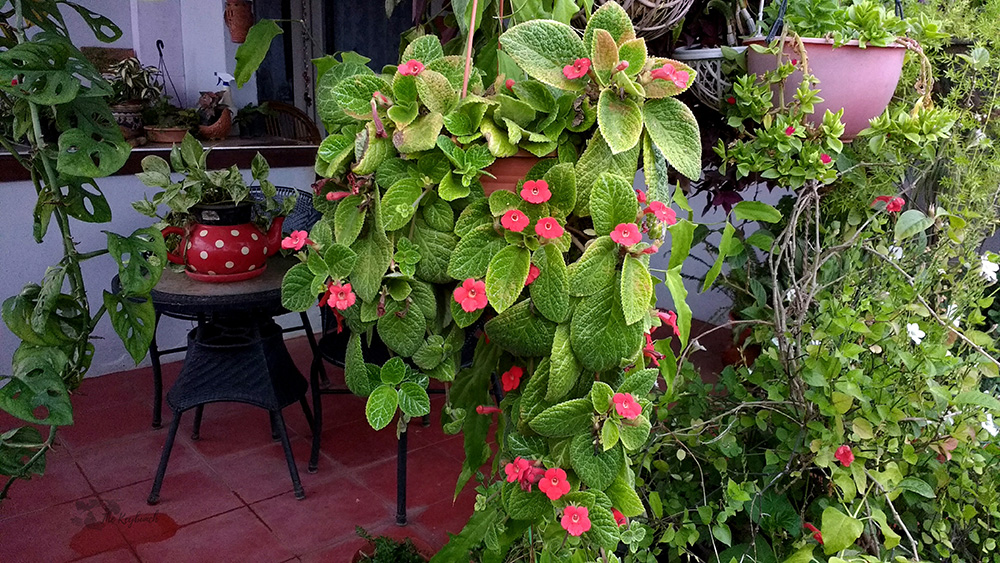 Jayashree Rajan's garden apartment tour on The Keybunch: flower bloom in balcony