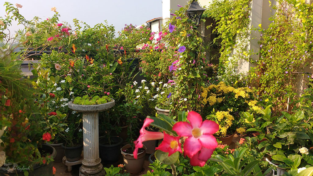 Jayashree Rajan's garden apartment tour on The Keybunch: green garden