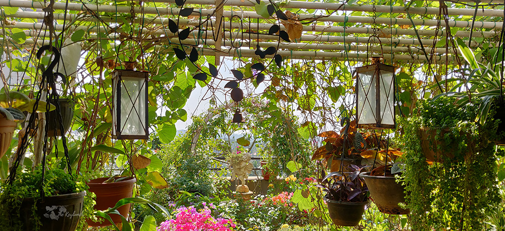 Jayashree Rajan's garden apartment tour on The Keybunch: The pergola garden