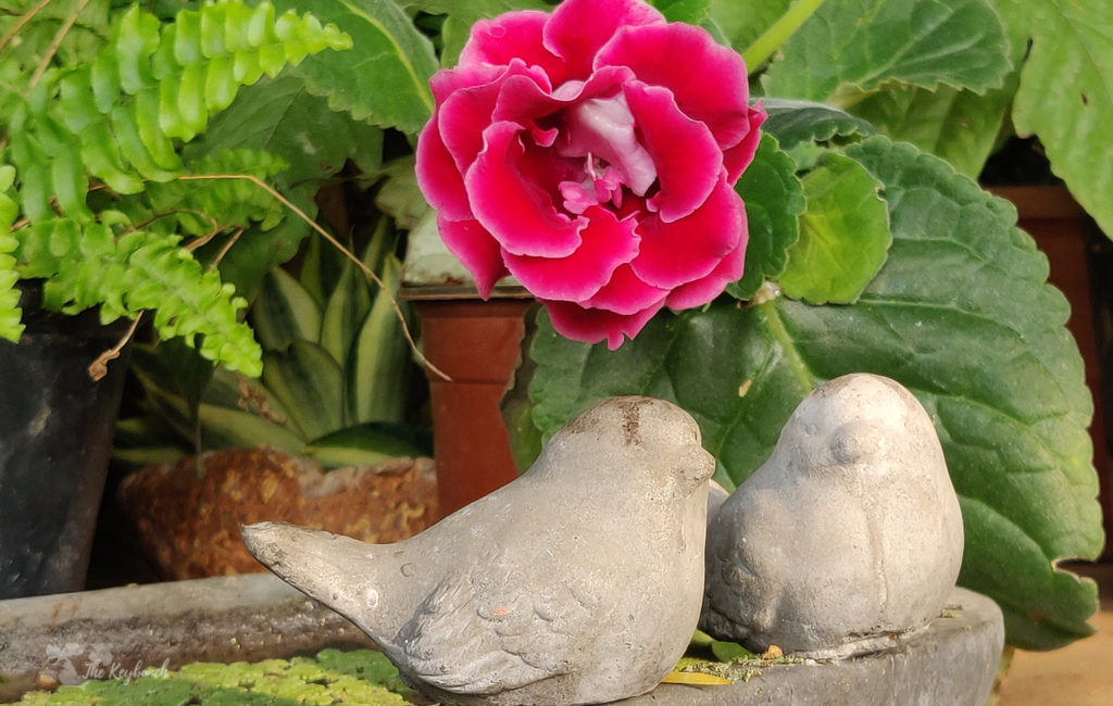 Jayashree Rajan's garden apartment tour on The Keybunch: a pair of bird sculpture in garden