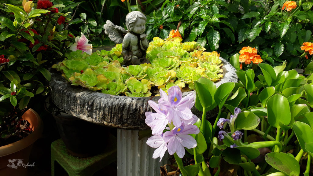 Jayashree Rajan's garden apartment tour on The Keybunch: The charming cherub in green garden