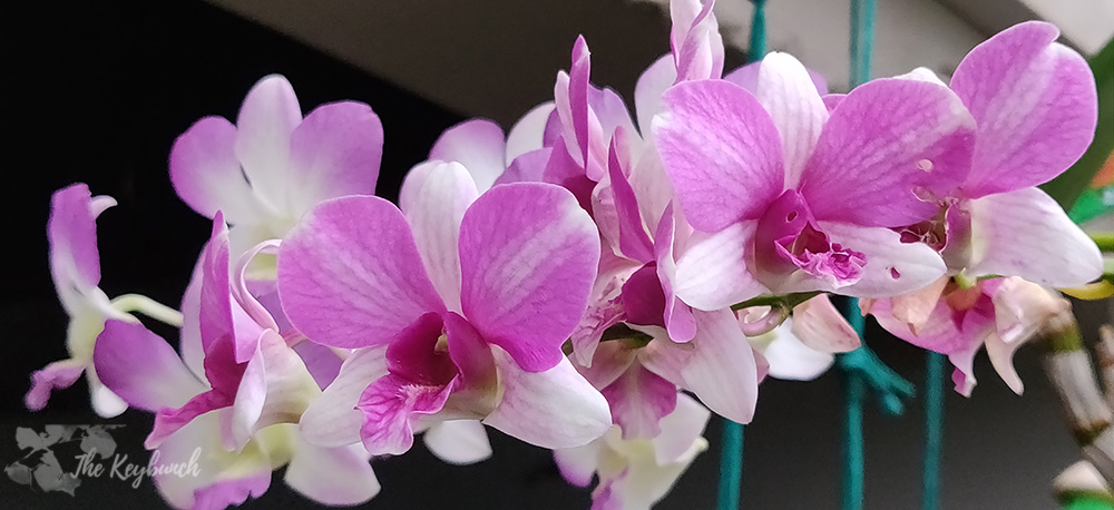 Jayashree Rajan's garden apartment tour on The Keybunch: orchid flower bloom in garden