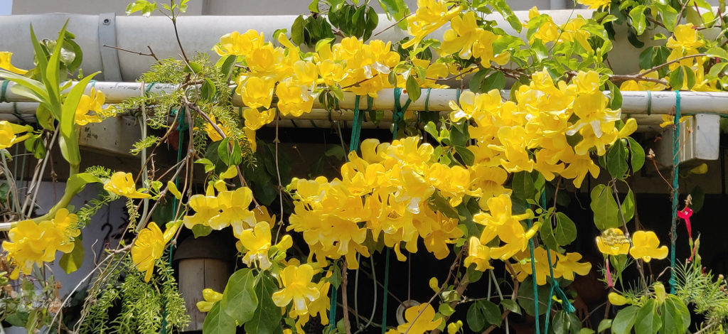 Jayashree Rajan's garden apartment tour on The Keybunch: flower bloom in terrace garden