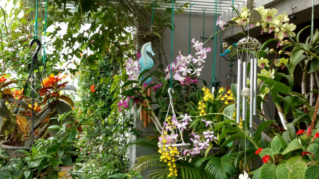 Jayashree Rajan's garden apartment tour on The Keybunch: orchid flower blooming in the pergola