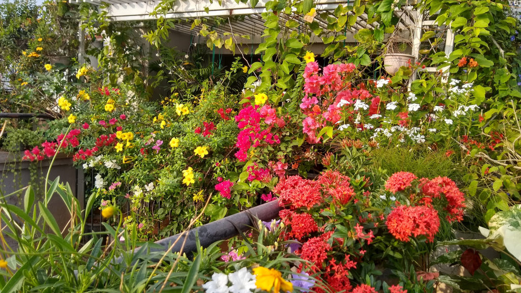 Jayashree Rajan's garden apartment tour on The Keybunch: flowers bloom in the garden