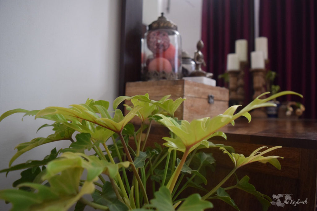 Home decor Tour by Ankita and Sitanshu’s in Lucknow - indoor green plants at bedroom