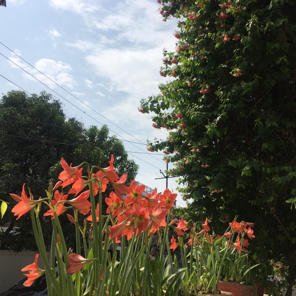 Home decor Tour by Ankita and Sitanshu’s in Lucknow - the orange lilies flower in the garden